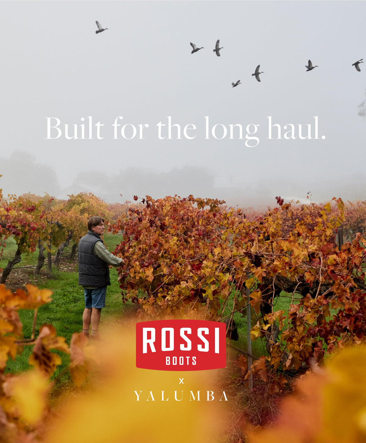 Rossi Stories x Yalumba; Built for the Long Haul
